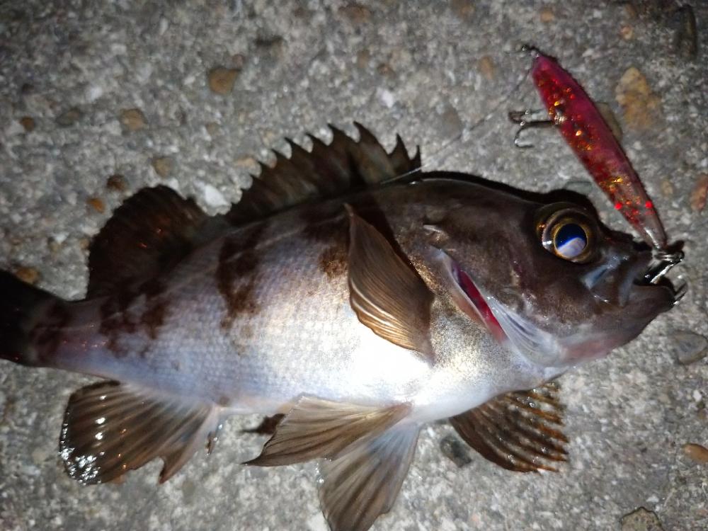 激渋メバリング