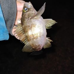 アジ探しきれず。