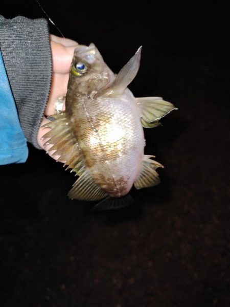 アジ探しきれず。