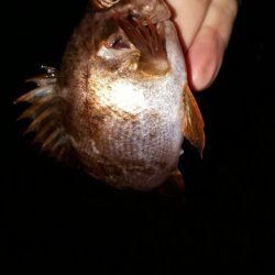 淡路島でメバリング