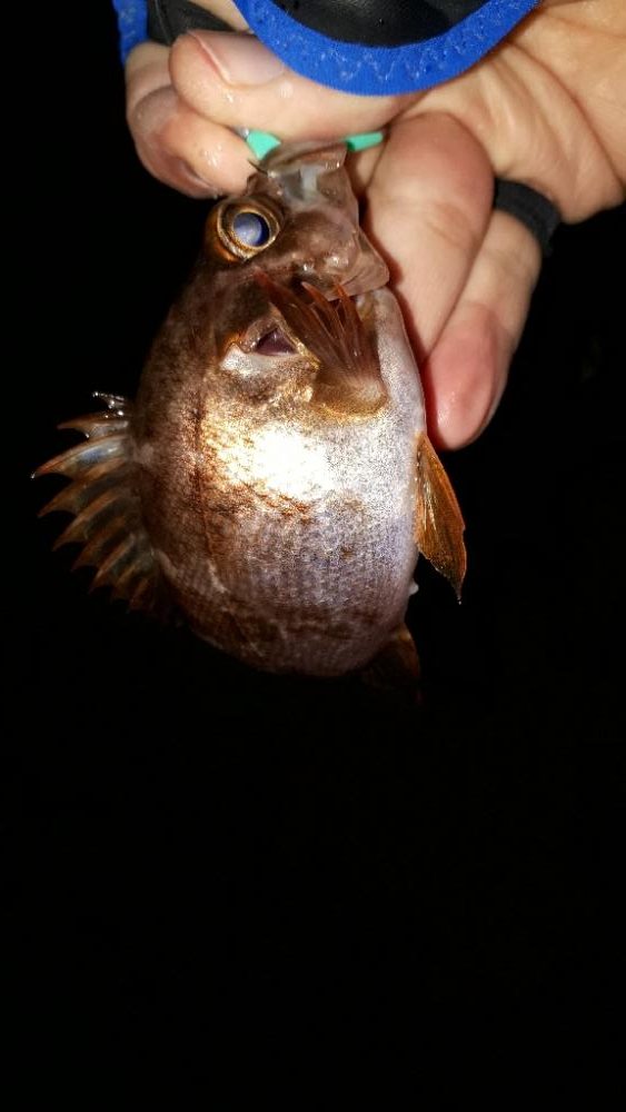 淡路島でメバリング