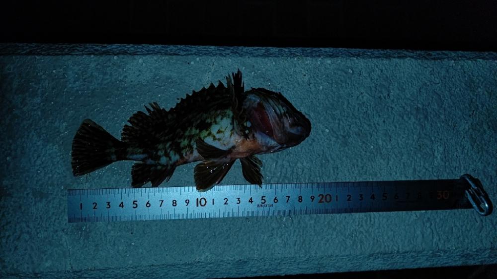 ちいさいガシラばっかり…