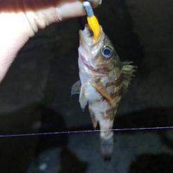 メバリング新規ポイント開拓