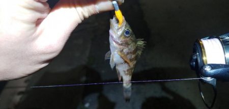 メバリング新規ポイント開拓