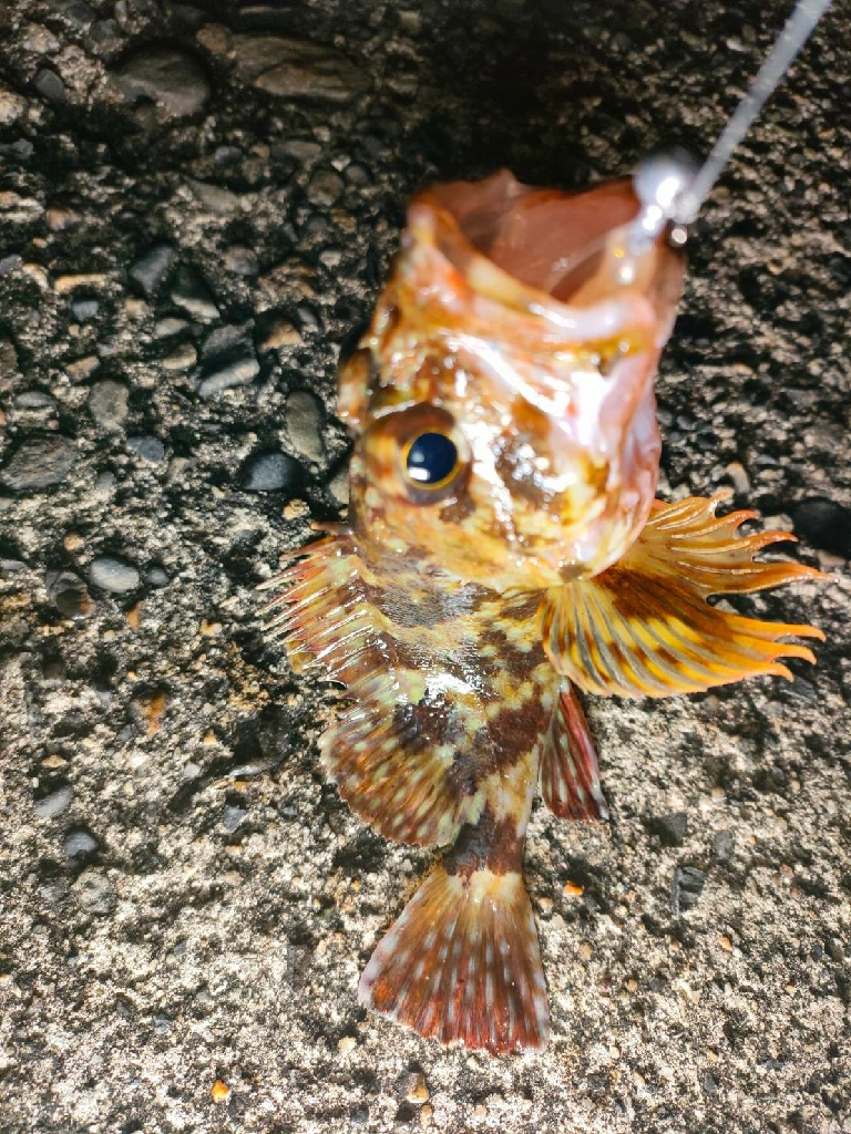 最高コンディションでカサゴ入れ喰い