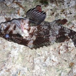 クロソイさん、いらっしゃい