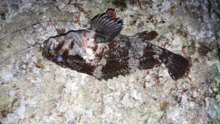 クロソイさん、いらっしゃい