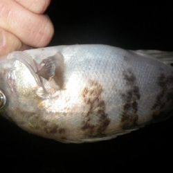 雨の止み間にアタック