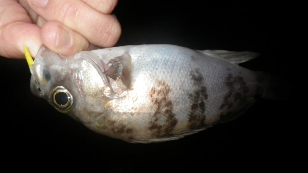 雨の止み間にアタック