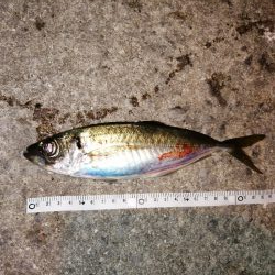 アジの居るところへ