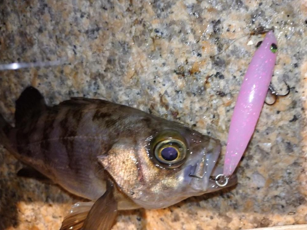 少しだけメバル