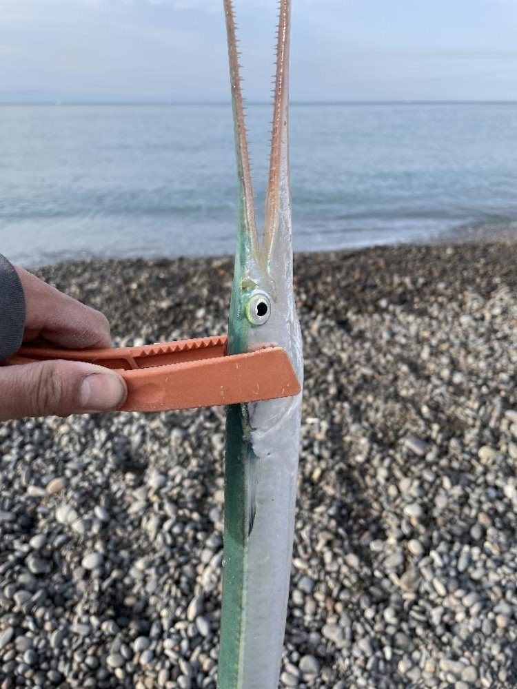 ロマンを求めてダツ