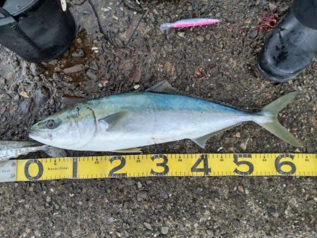 ショアキャスティング