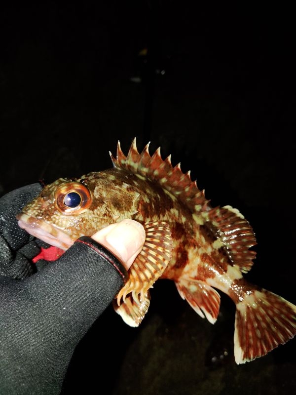 フロートゲーム~