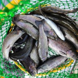 久しぶりの投稿