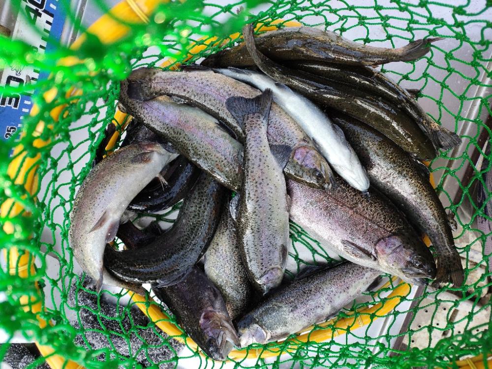 久しぶりの投稿