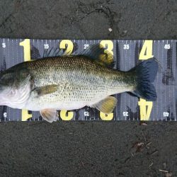 ジャークベイトで1本