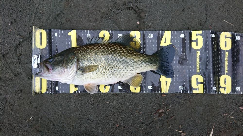 ジャークベイトで1本