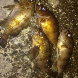 ランガンでメバルキャッチ