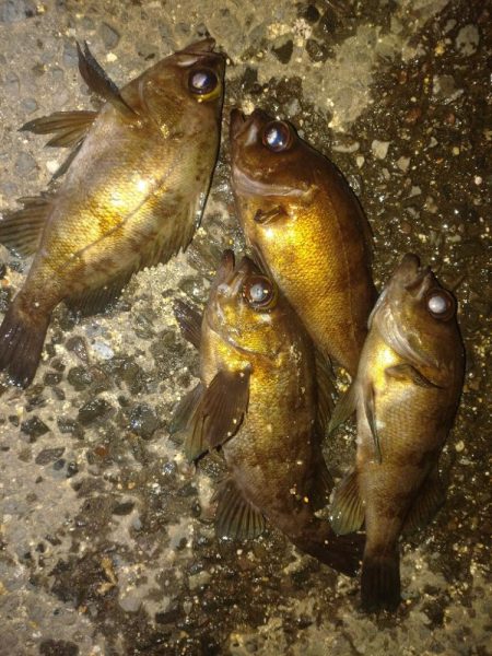 ランガンでメバルキャッチ