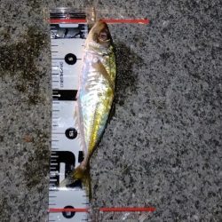 夜のアジングで