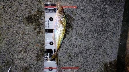 夜のアジングで