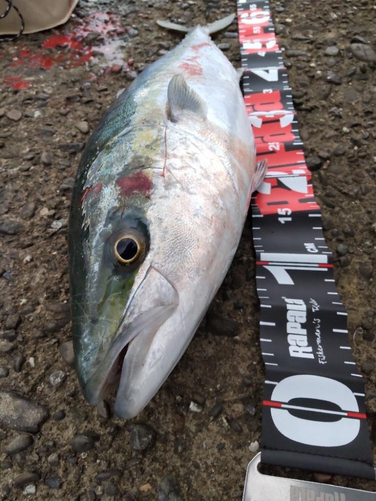 ショアプラッキング