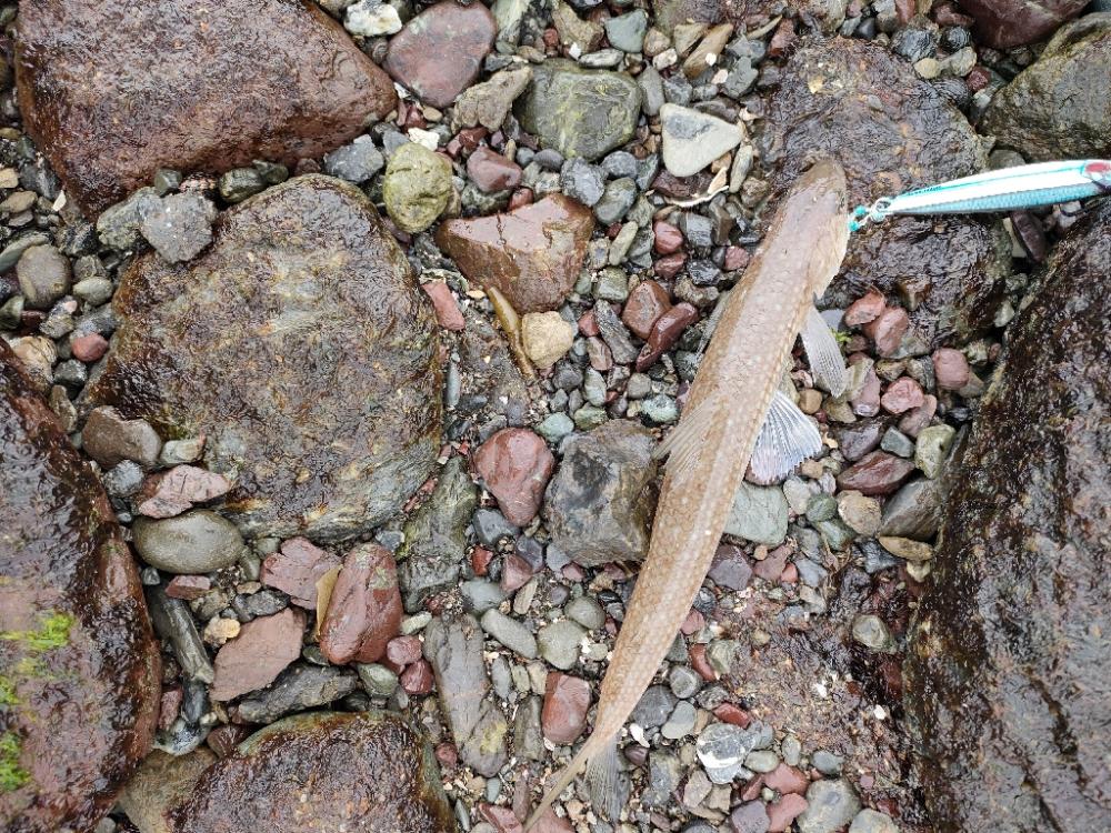 ショアジギング