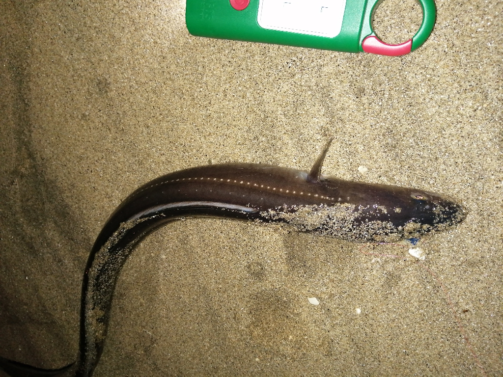 のんびりアナゴ釣り