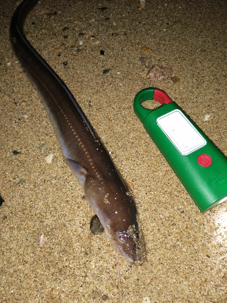 あなごの天ぷら目当てに