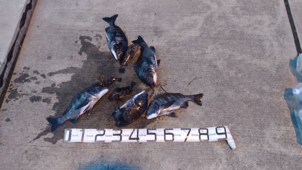 3/20釣果 チヌ5枚
