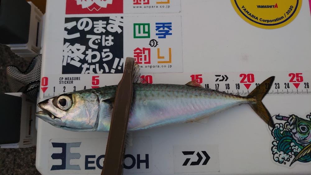 アジを求めてサバ釣果