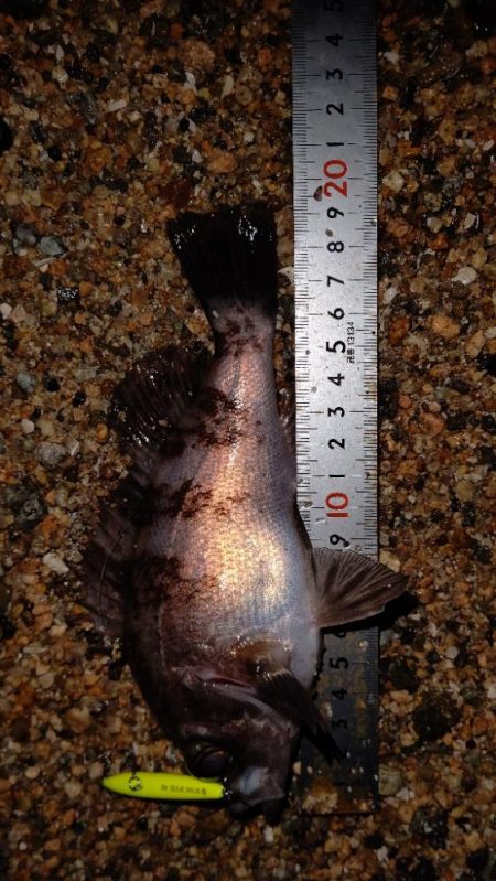 サーフメバリング