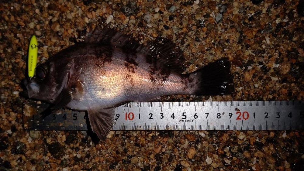 サーフメバリング