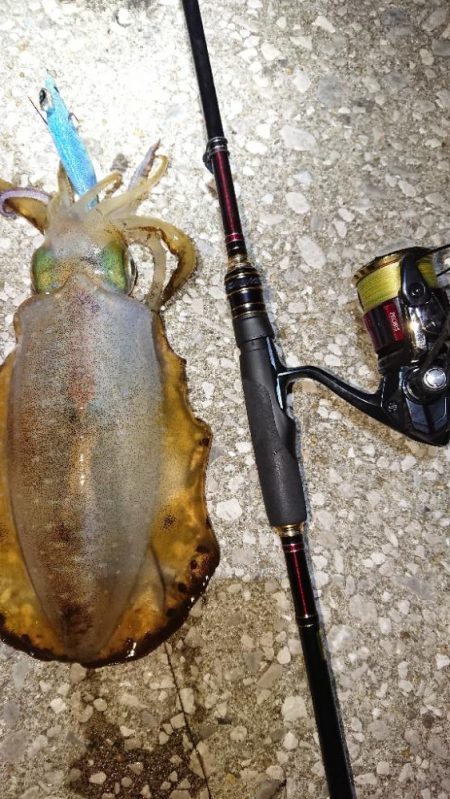 対馬エギング釣果……29