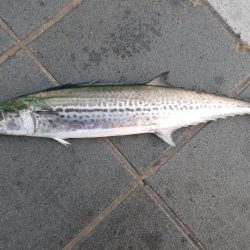 今年初のサゴシ