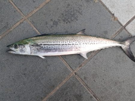 今年初のサゴシ