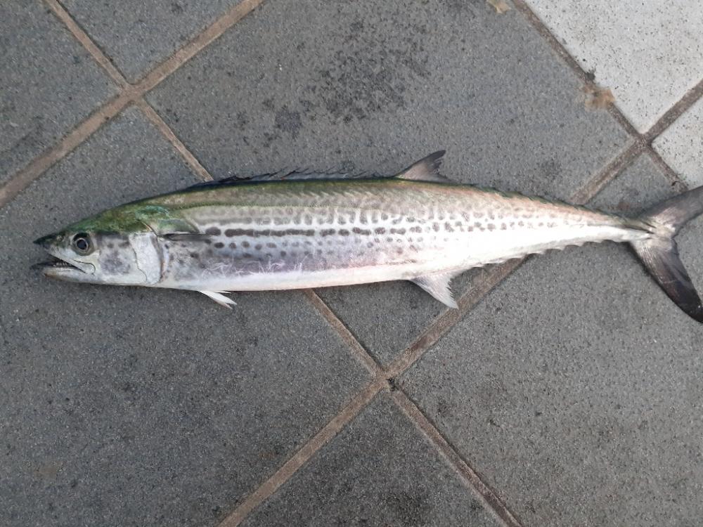 今年初のサゴシ