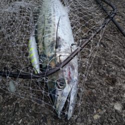 ショアプラッキング