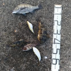 3/12釣果　色々釣れました