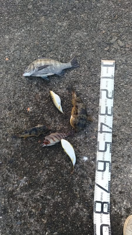 3/12釣果　色々釣れました