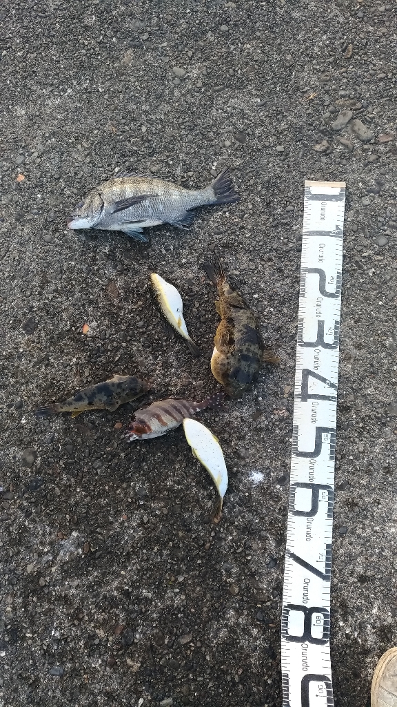 3/12釣果 色々釣れました