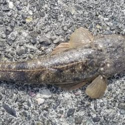 初場所で釣れた