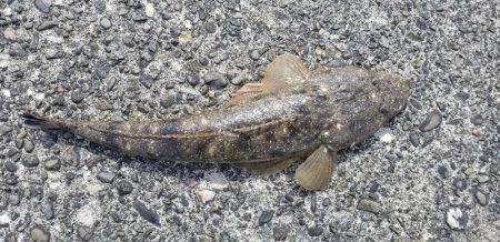 初場所で釣れた