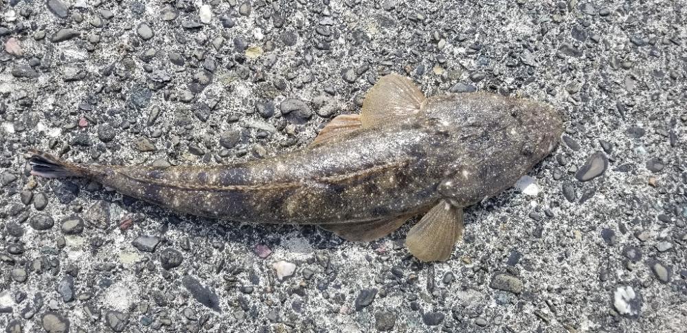 初場所で釣れた