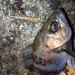 雨上がりメバリング