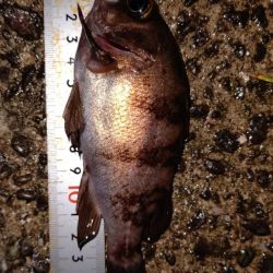 ２２ステラ初釣行