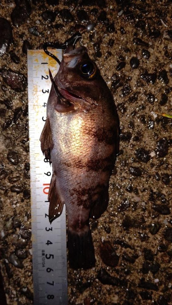 ２２ステラ初釣行