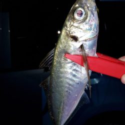 よーく引きました！