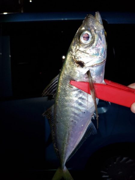 よーく引きました！